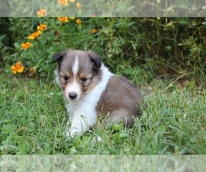 Shetland Sheepdog Puppy for sale in KINGSPORT, TN, USA