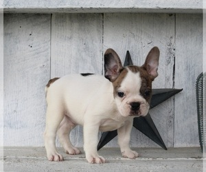 Faux Frenchbo Bulldog Puppy for sale in MILLERSBURG, OH, USA
