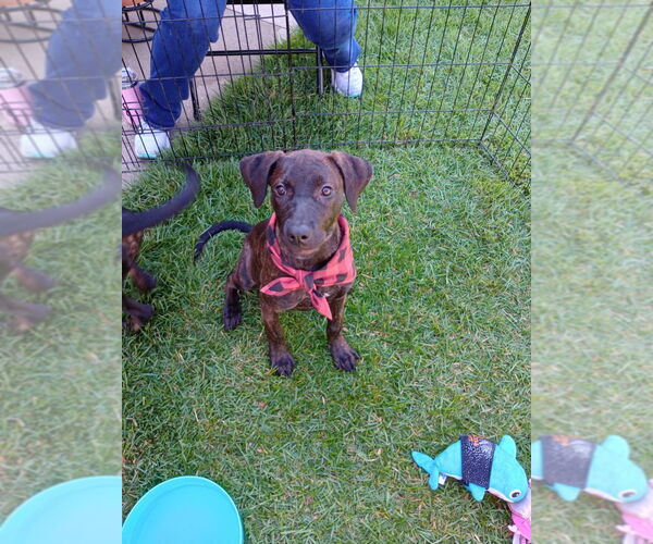 Medium Photo #13 Labrador Retriever-Unknown Mix Puppy For Sale in Munford, TN, USA