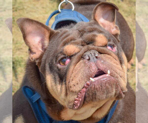 Medium Photo #1 Bulldog Puppy For Sale in Huntley, IL, USA