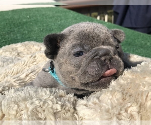 Medium Photo #24 French Bulldog Puppy For Sale in PLACERVILLE, CA, USA