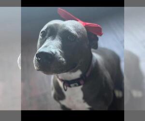 Tinsel - Female Mutt Dog for Adoption - Photo #6