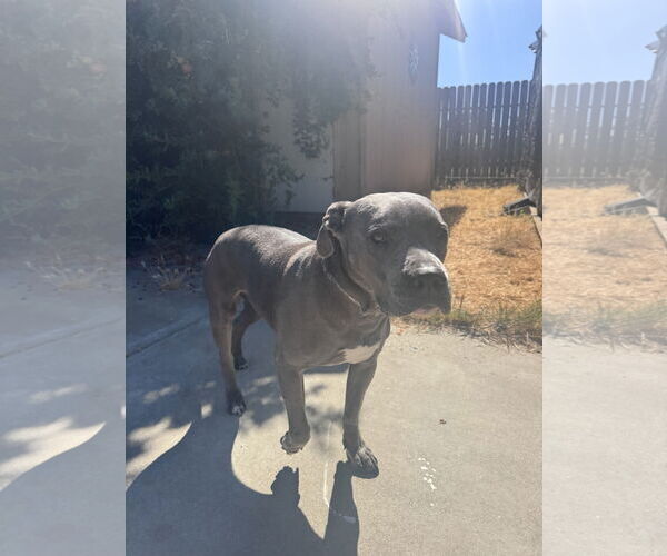 Medium Photo #3 American Pit Bull Terrier-Unknown Mix Puppy For Sale in Woodland, CA, USA