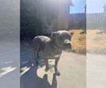 Small #2 American Pit Bull Terrier Mix