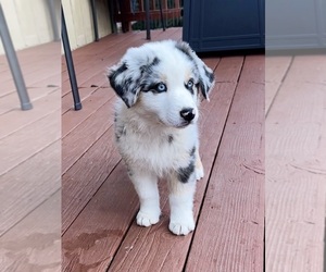 Miniature Australian Shepherd Puppy for sale in CRESTLINE, CA, USA