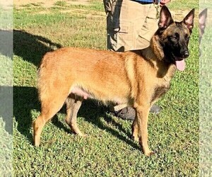 Mother of the Belgian Malinois puppies born on 05/02/2020