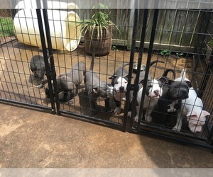 American Bully Puppy for sale in ATHENS, GA, USA