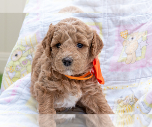 Goldendoodle (Miniature) Puppy for sale in ROY, UT, USA