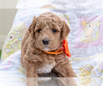 Image preview for Ad Listing. Nickname: Acorn