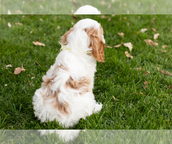 Medium Photo #11 Cocker Spaniel-Poodle (Miniature) Mix Puppy For Sale in NAPPANEE, IN, USA