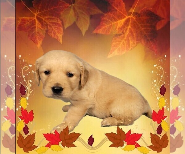 Medium Photo #7 Golden Retriever Puppy For Sale in BLACK FOREST, CO, USA