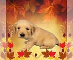 Small #6 Golden Retriever