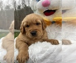 Small Golden Retriever