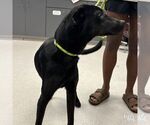 Small #1 Labrador Retriever Mix