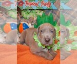 Small Photo #116 Great Dane Puppy For Sale in SPRAGGS, PA, USA