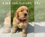 Puppy Little Red Golden Labrador
