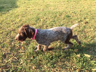 German Wirehaired Pointer Puppy for sale in INDEPENDENCE, KS, USA