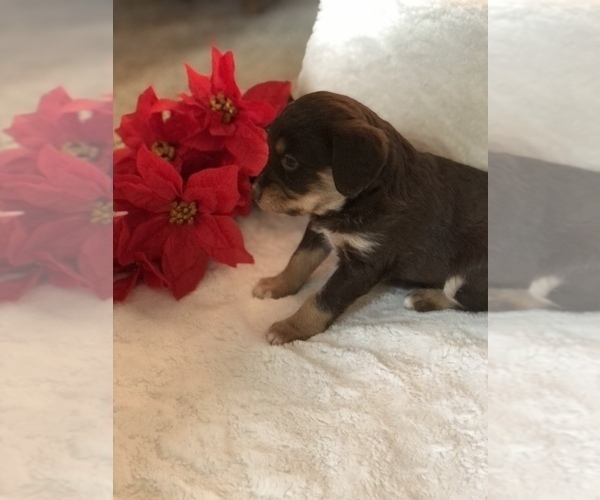 Medium Photo #5 Poodle (Miniature)-Unknown Mix Puppy For Sale in WOODBURY, TN, USA
