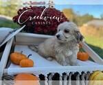Small Photo #23 Havachon Puppy For Sale in NIANGUA, MO, USA