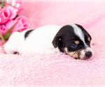 Small Photo #15 Fox Terrier (Smooth)-Fox Terrier (Toy) Mix Puppy For Sale in WAKARUSA, IN, USA