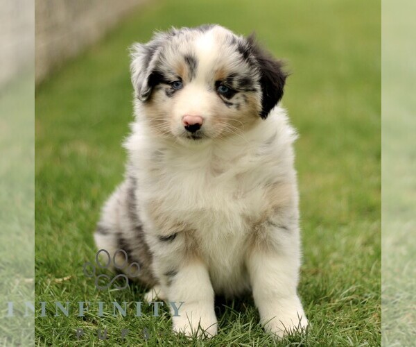 Medium Photo #1 Australian Shepherd Puppy For Sale in LANCASTER, PA, USA