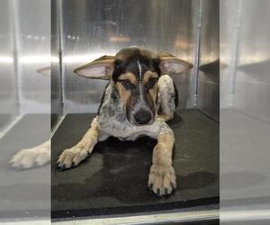Dachshund-Unknown Mix Dogs for adoption in San Antonio, TX, USA
