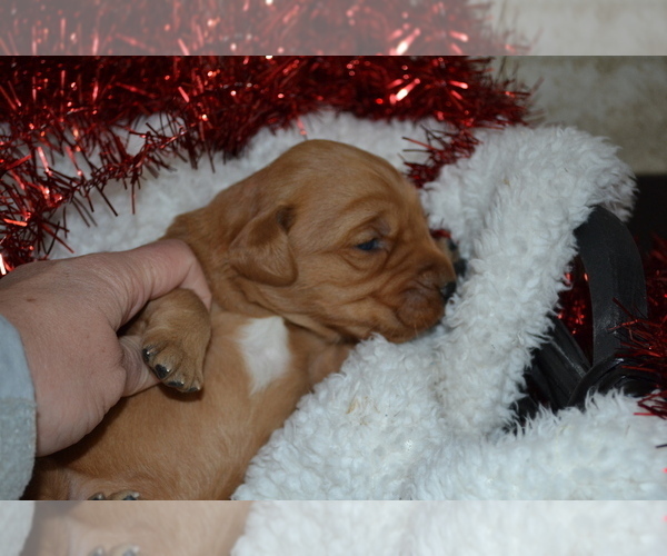 Medium Photo #3 Golden Retriever Puppy For Sale in GREENWOOD, WI, USA