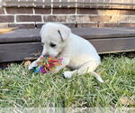 Small #4 Labrador Retriever Mix