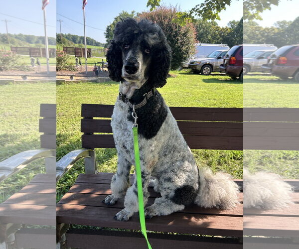 Medium Photo #3 Poodle (Standard) Puppy For Sale in Pacolet, SC, USA
