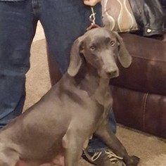 Mother of the Weimaraner puppies born on 06/21/2018