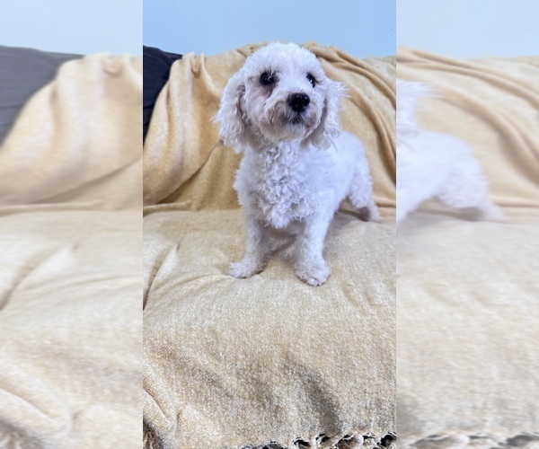 Medium Photo #1 Cavachon Puppy For Sale in GILBERTSVILLE, PA, USA