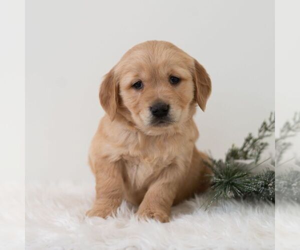 Medium Photo #5 Golden Retriever Puppy For Sale in NEWPORT, PA, USA