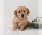 Small #4 Golden Retriever