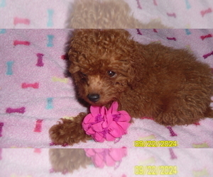 Poodle (Toy) Puppy for sale in DULUTH, GA, USA