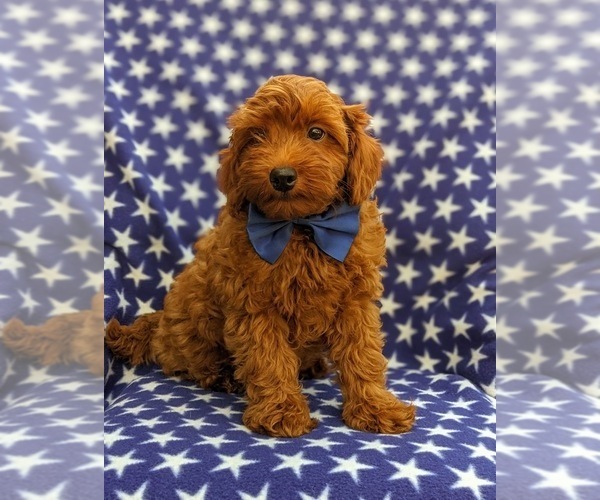 Medium Photo #3 Goldendoodle-Poodle (Toy) Mix Puppy For Sale in NOTTINGHAM, PA, USA