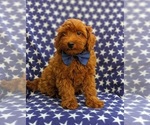 Small Photo #3 Goldendoodle-Poodle (Toy) Mix Puppy For Sale in NOTTINGHAM, PA, USA