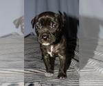 Small Photo #1 American Pit Bull Terrier Puppy For Sale in MODESTO, CA, USA
