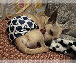 Small Photo #17 Chihuahua-Unknown Mix Puppy For Sale in Philadelphia, PA, USA