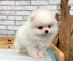 Small #8 Pomeranian