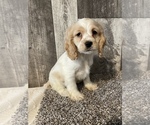 Small Photo #3 Cocker Spaniel Puppy For Sale in CANOGA, NY, USA