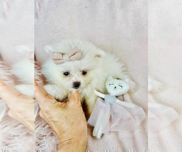 Medium Photo #20 Pomeranian Puppy For Sale in CONYERS, GA, USA