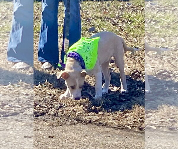 Medium Photo #5 Mutt Puppy For Sale in Hillsboro, MO, USA