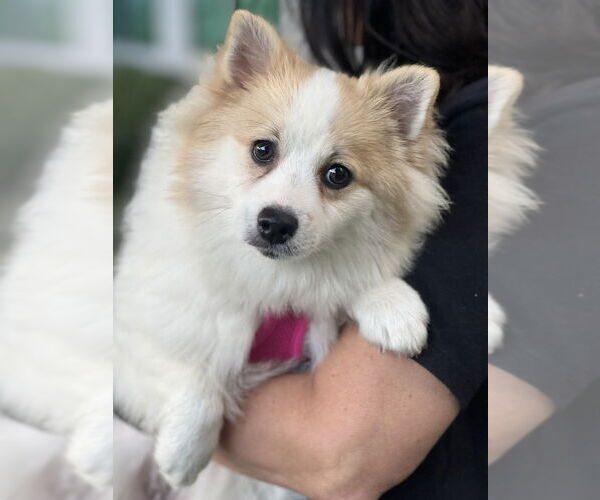Medium Photo #3 Pomeranian Puppy For Sale in Dana Point, CA, USA