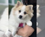 Small #2 Pomeranian