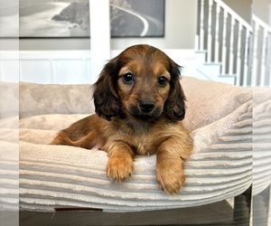 Dachshund Puppy for sale in FRANKLIN, IN, USA