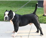 Small #3 American Staffordshire Terrier Mix