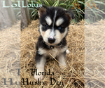 Small #1 Siberian Husky