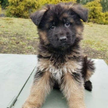 Medium Photo #15 German Shepherd Dog Puppy For Sale in CASTLE ROCK, WA, USA