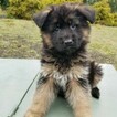 Small Photo #15 German Shepherd Dog Puppy For Sale in CASTLE ROCK, WA, USA