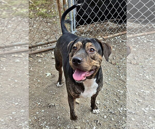 Medium Photo #10 Mutt Puppy For Sale in Crandall, GA, USA